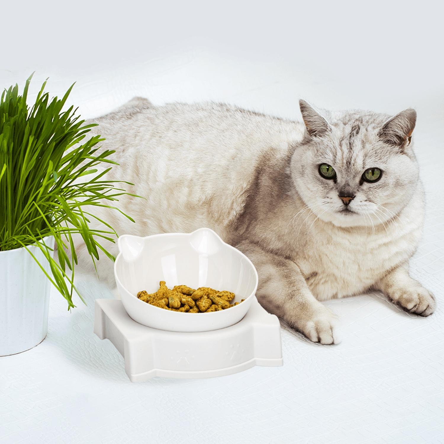 2-in-1 cat food and water bowl set