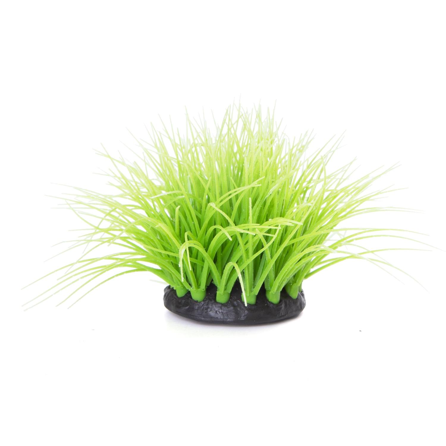 Fluorescencyjne eleocharis parvula