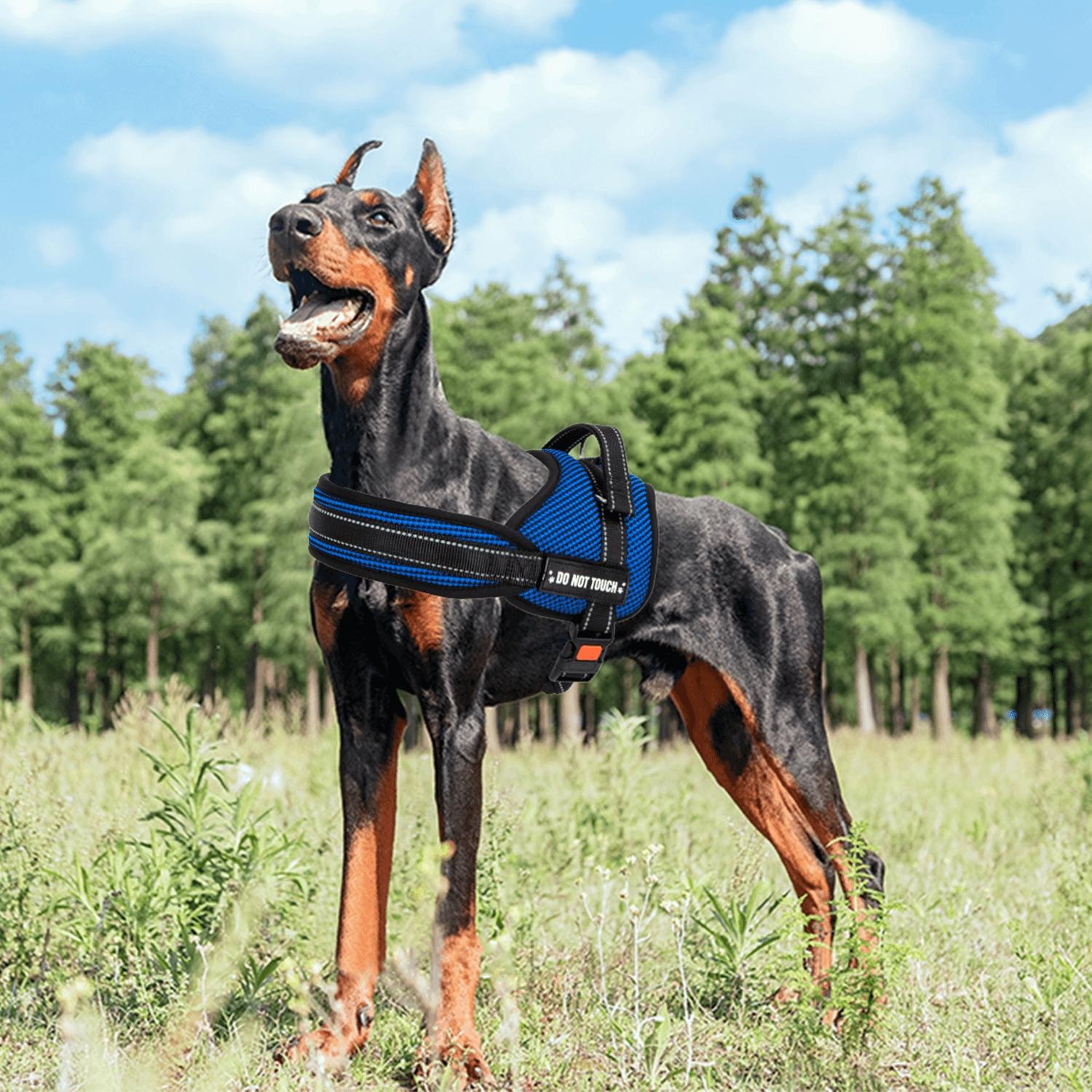 Dog harness