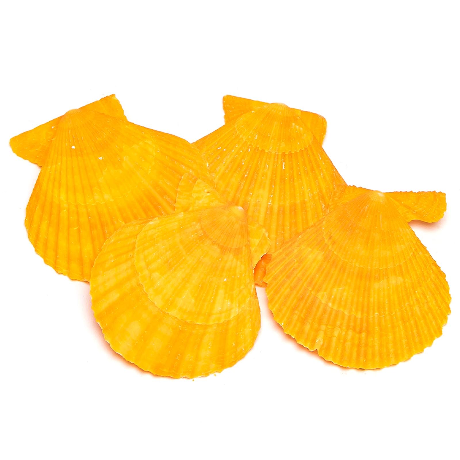 Decorative shells orange scallop shells