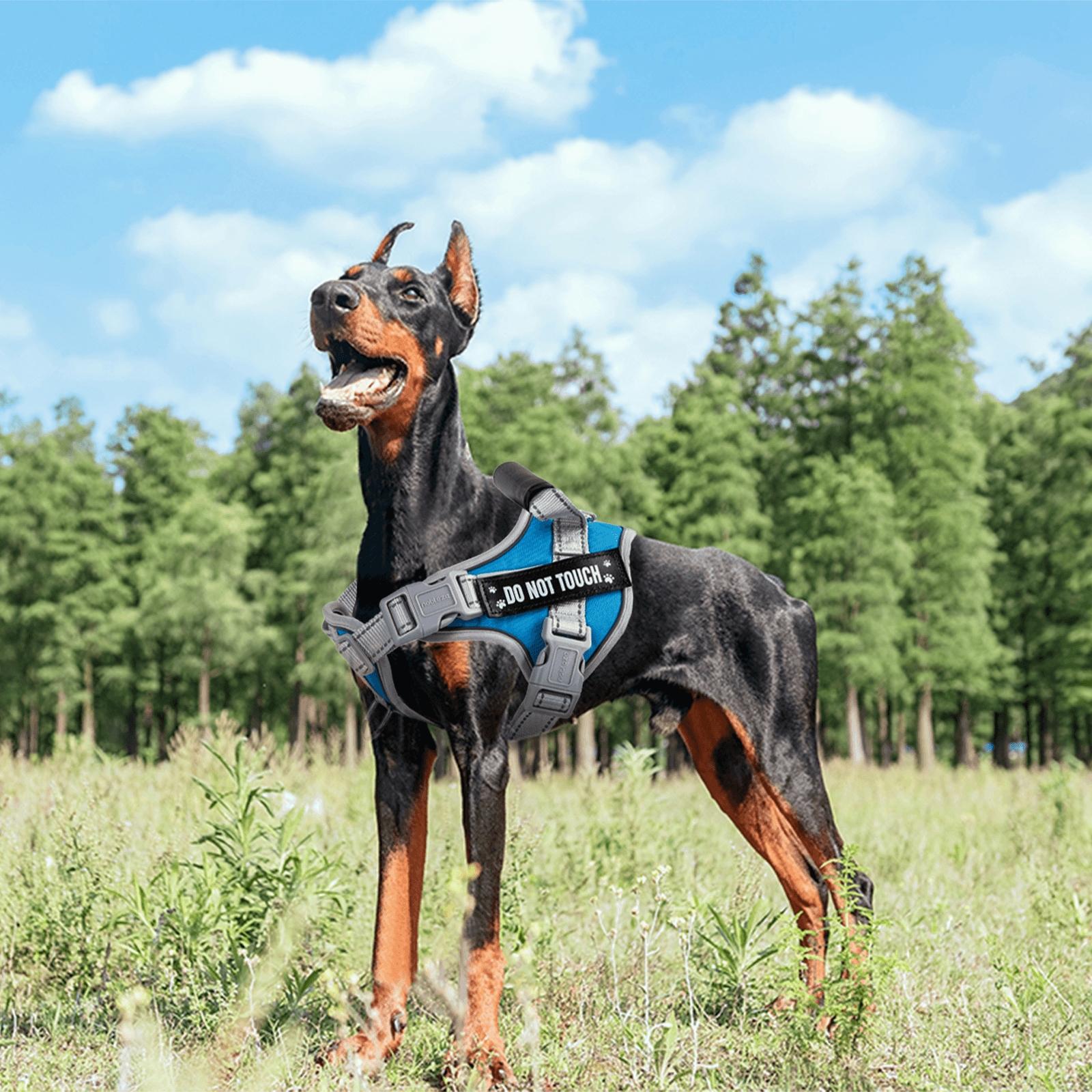 Dog harness