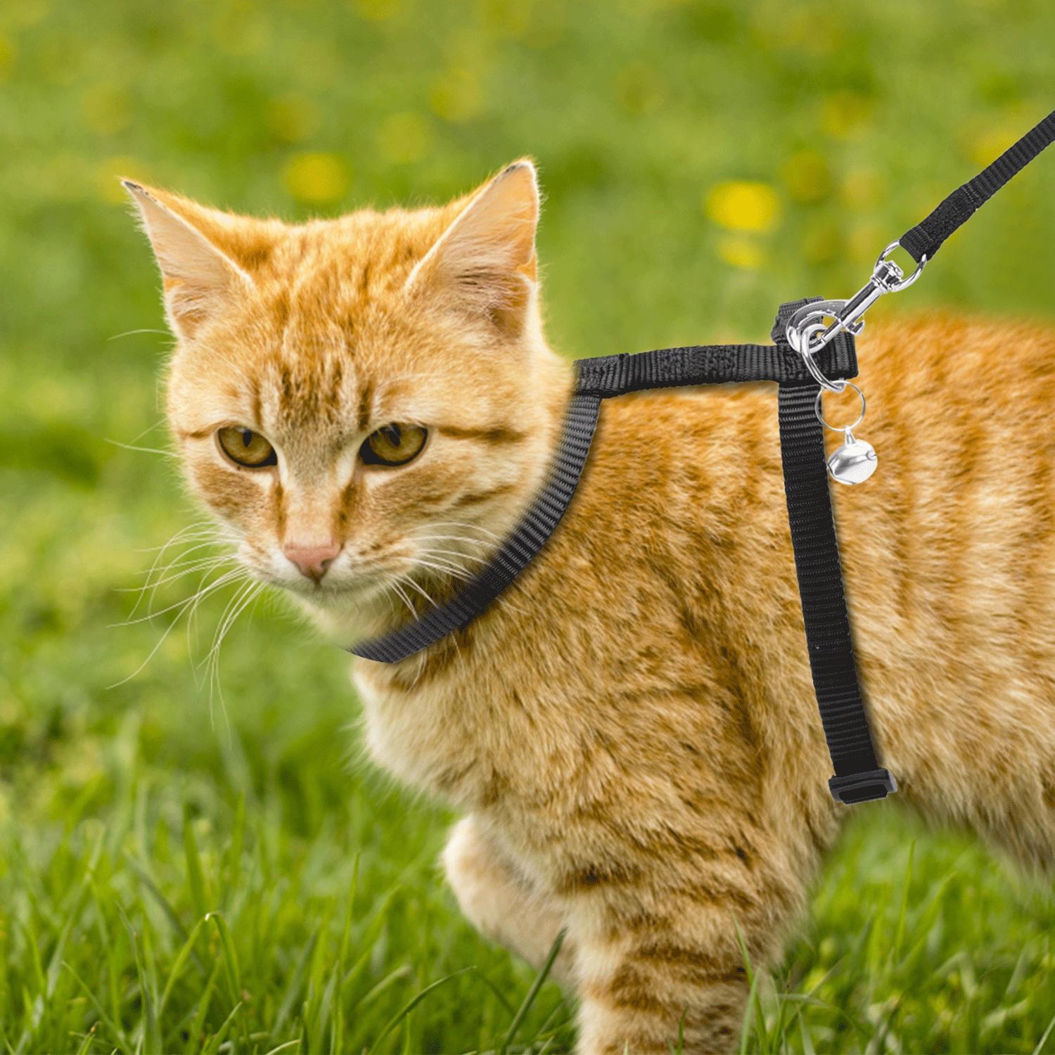 H-shaped cat harness