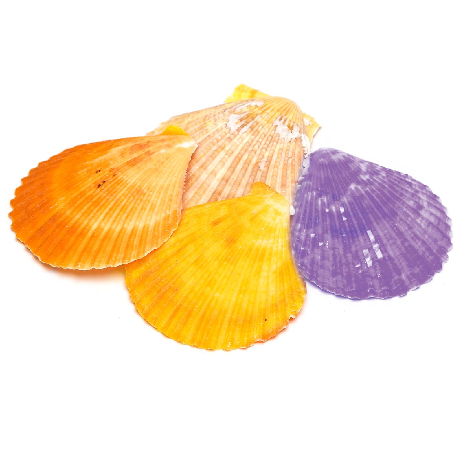 Decorative shells colorful scallop shells